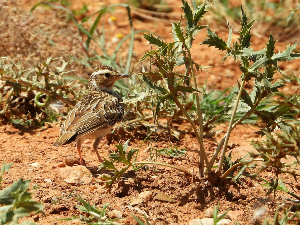 Wood Lark - Berend Voslamber