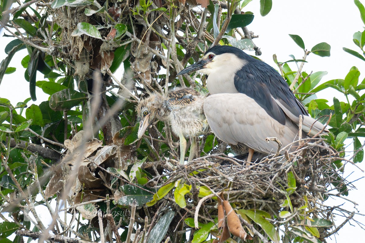 Black-crowned Night Heron - ML597012871