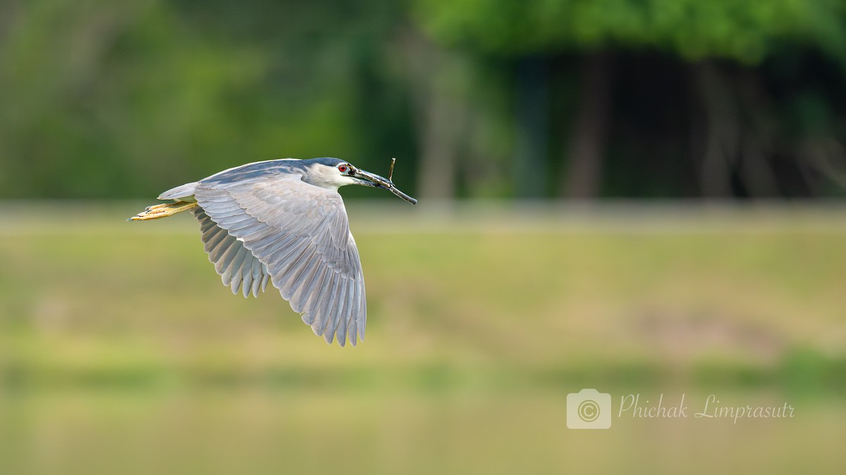 Black-crowned Night Heron - ML597012921