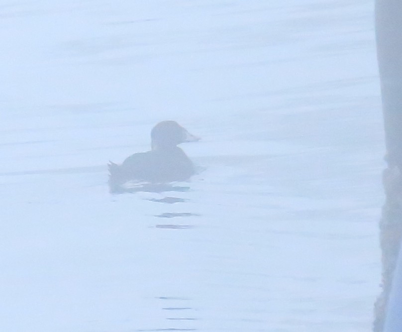 Surf Scoter - ML597014491