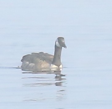 Canada Goose - ML597014551