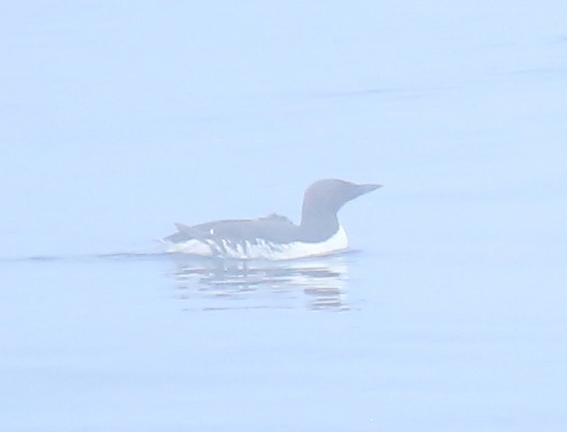 Common Murre - ML597014681