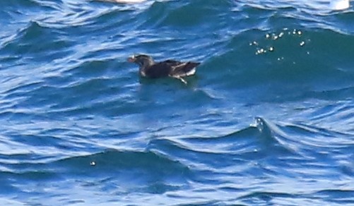 Rhinoceros Auklet - ML597015941