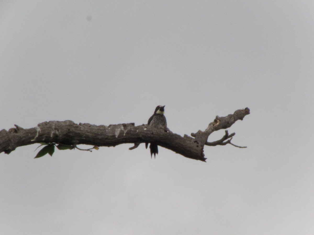 Acorn Woodpecker - ML597016561