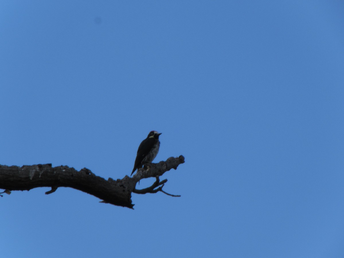 Acorn Woodpecker - ML597016571