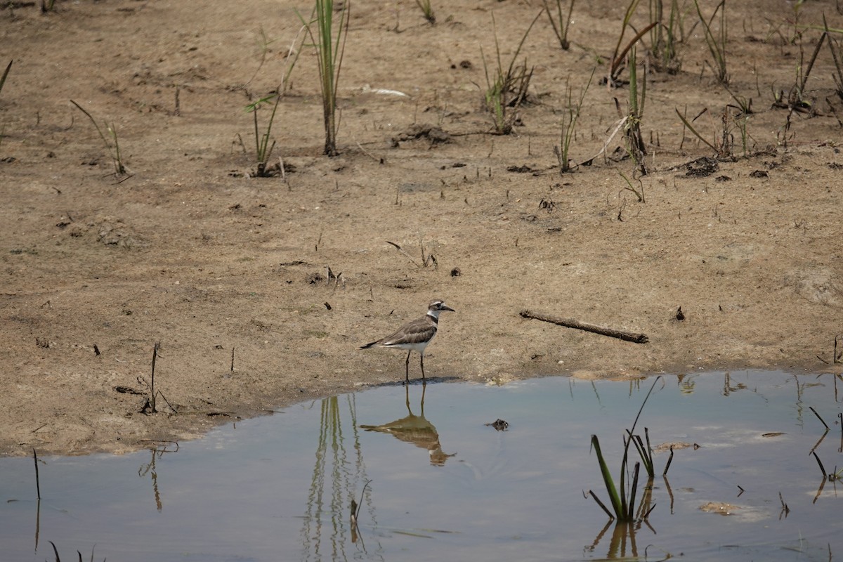 Killdeer - ML597016691