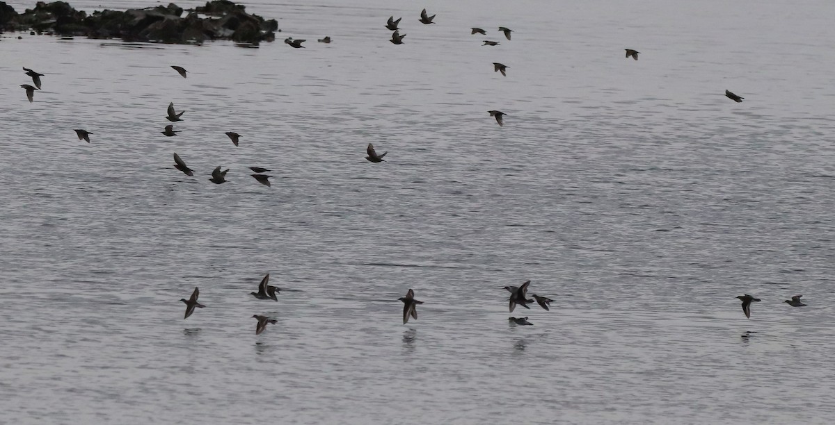 Common Sandpiper - ML597017421