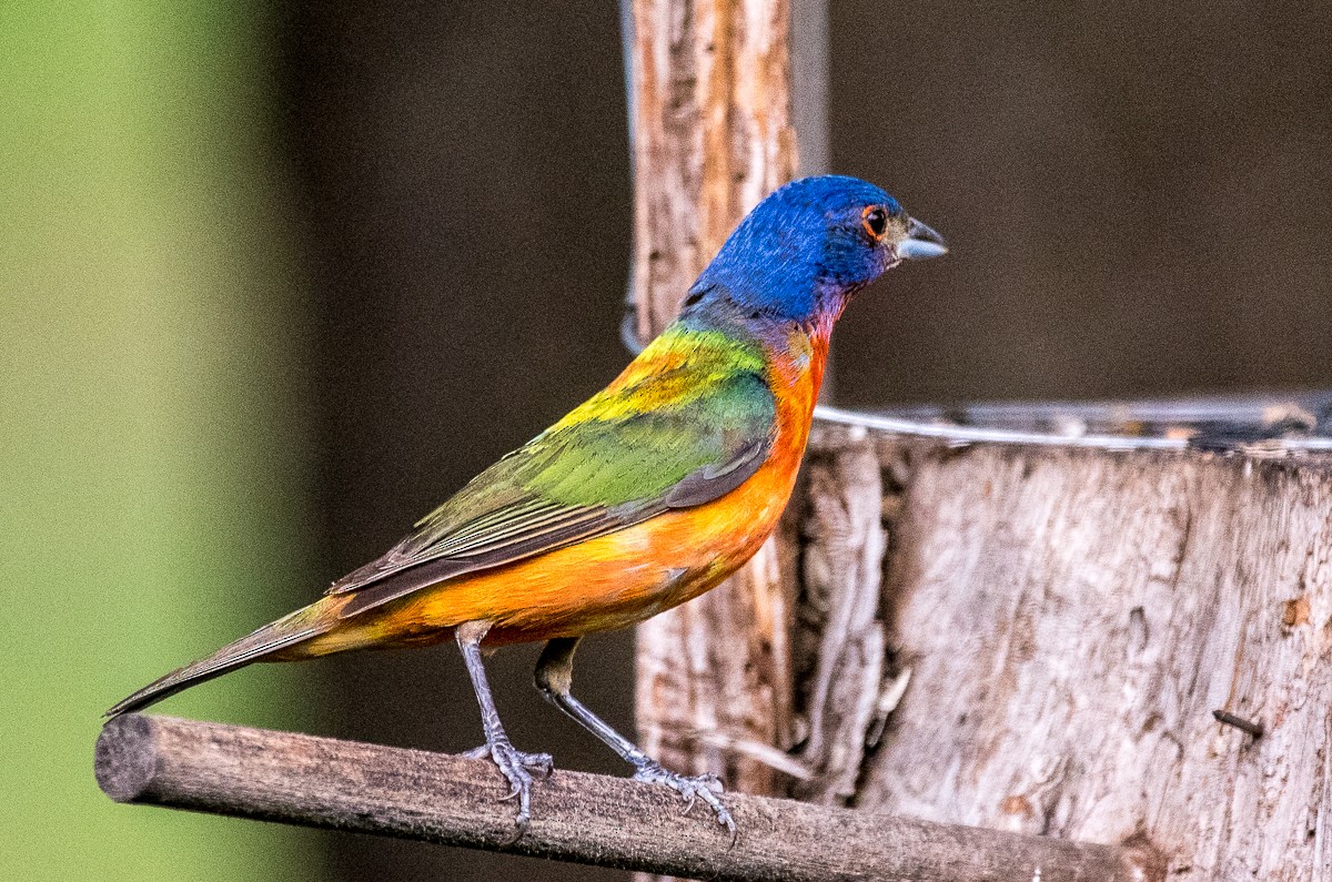 Painted Bunting - ML597017861