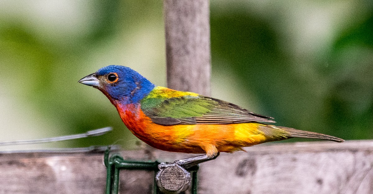 Painted Bunting - ML597017871