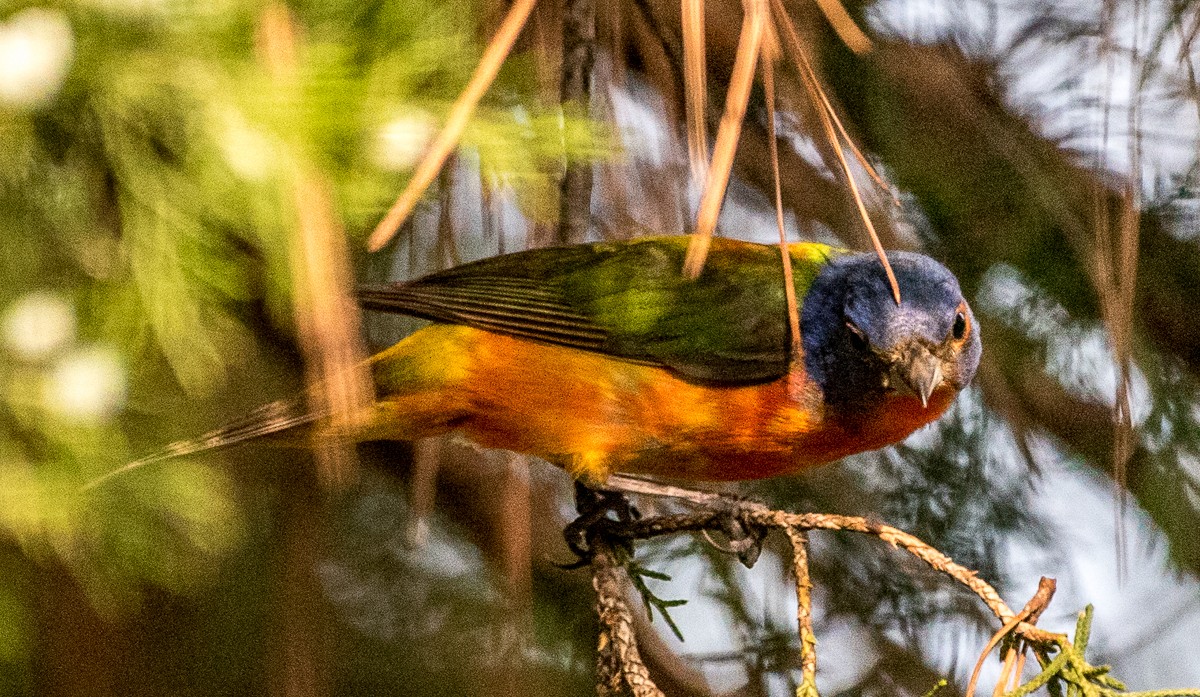 Painted Bunting - ML597017881