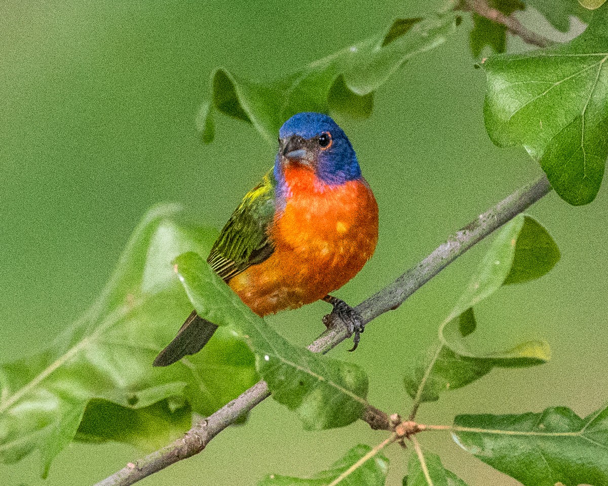 Painted Bunting - ML597017901