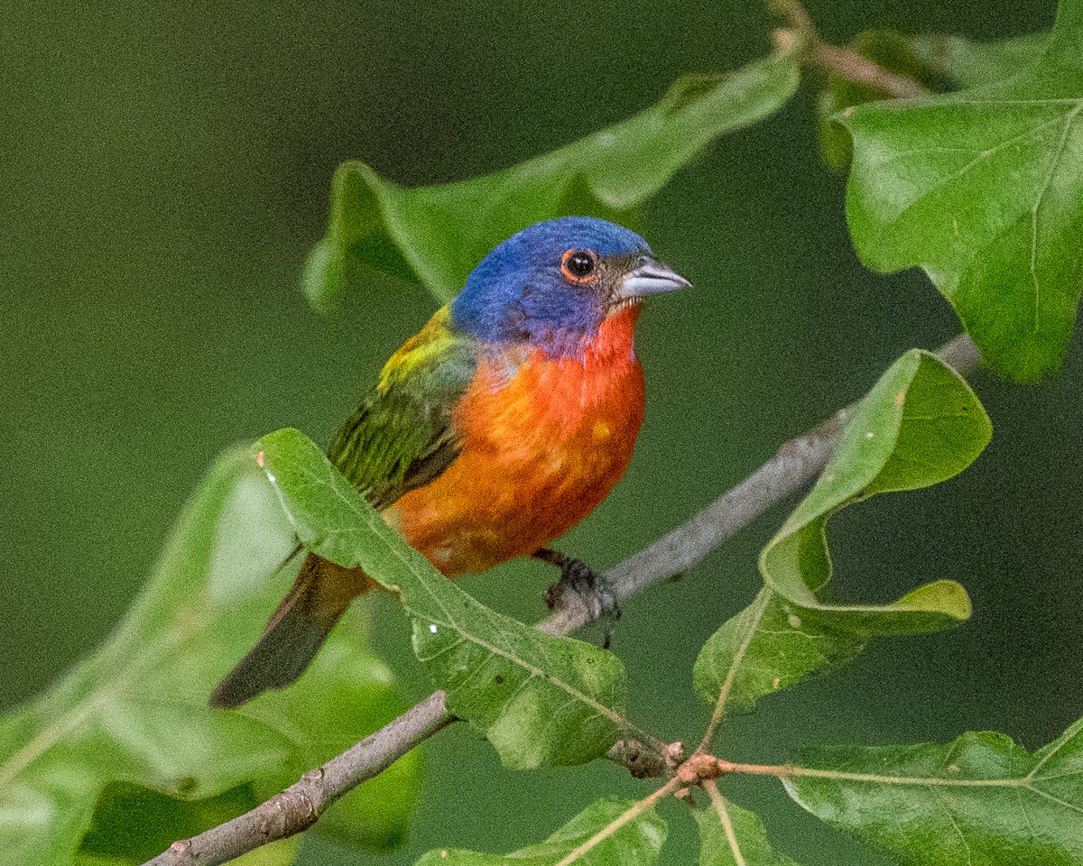 Painted Bunting - ML597017911