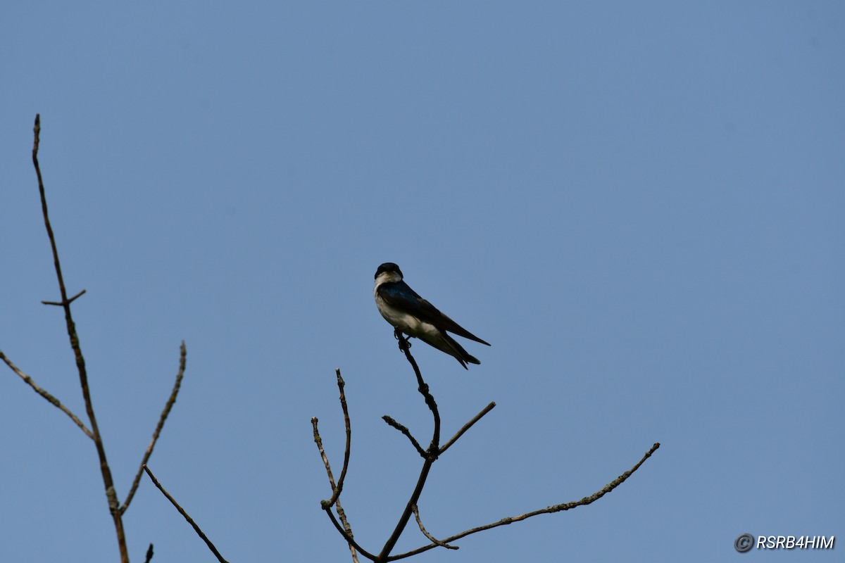 Tree Swallow - ML597018311