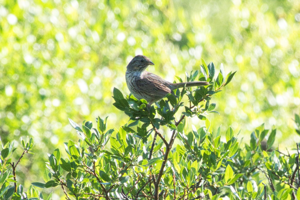 Lincoln's Sparrow - ML597018711