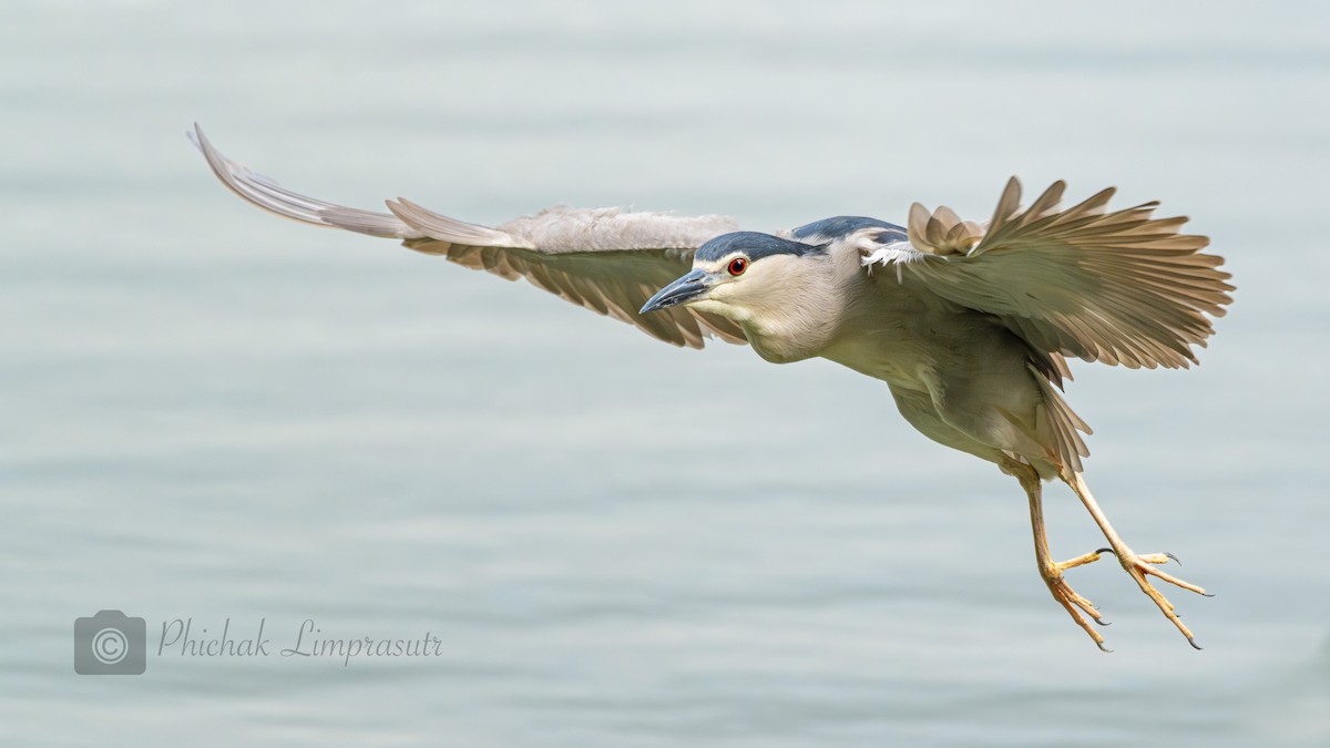 Black-crowned Night Heron - ML597019431