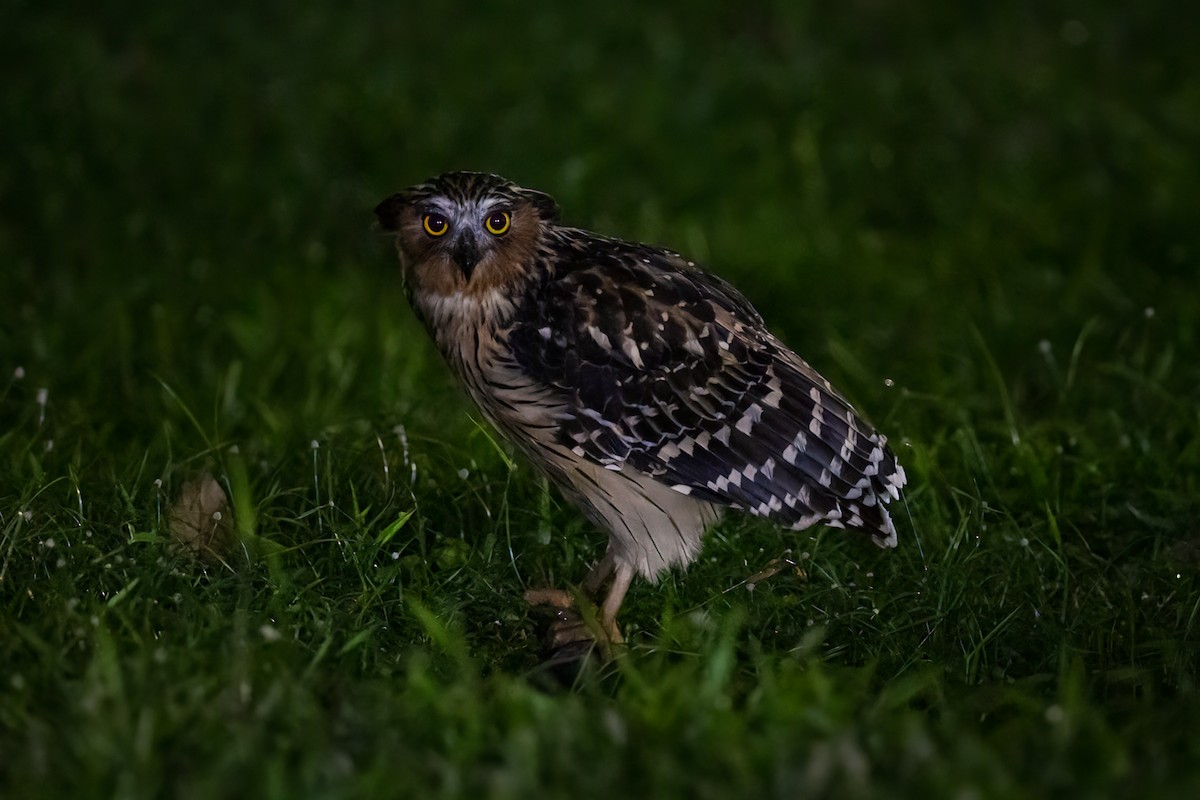 Buffy Fish-Owl - Julie Edgley