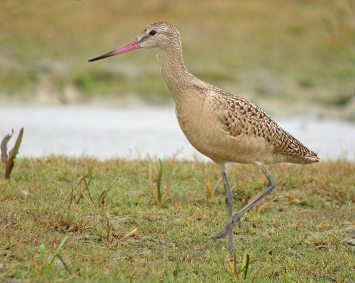 Marbled Godwit - ML597022141