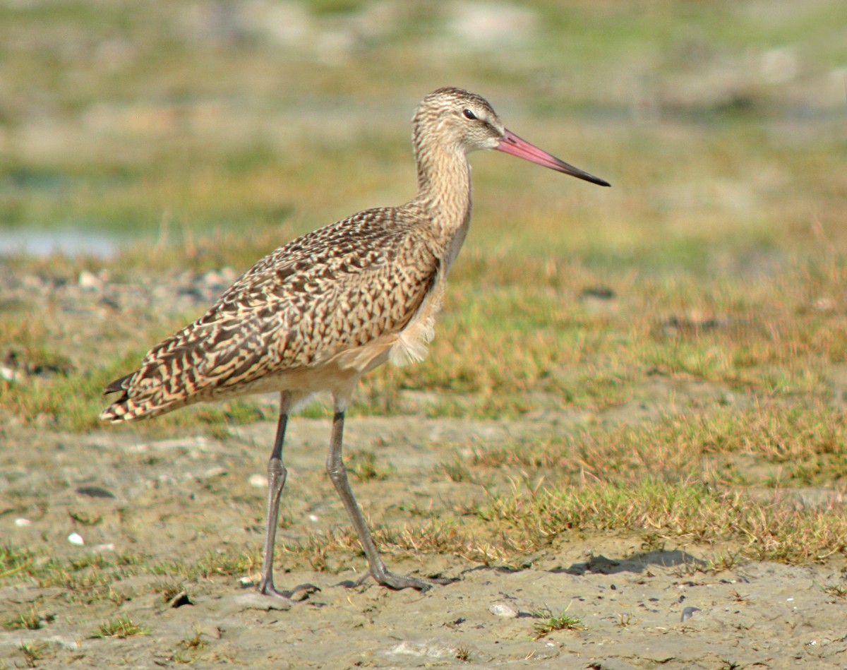 Marbled Godwit - Jean Iron