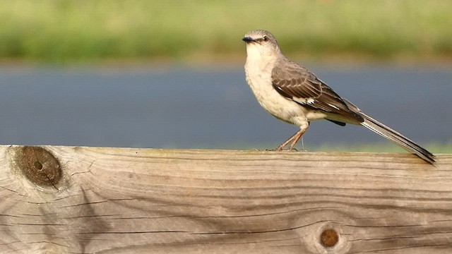 Northern Mockingbird - ML597022631