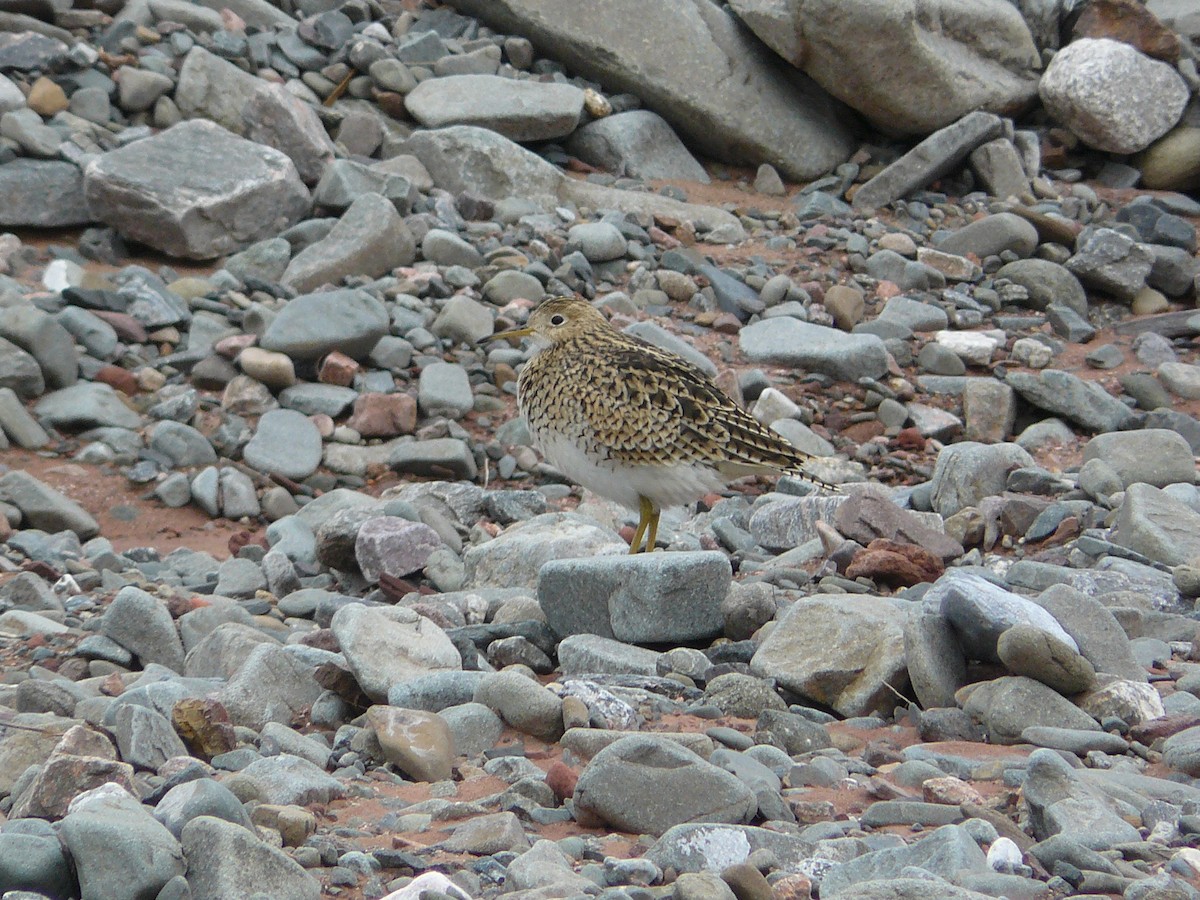 Upland Sandpiper - ML597022721