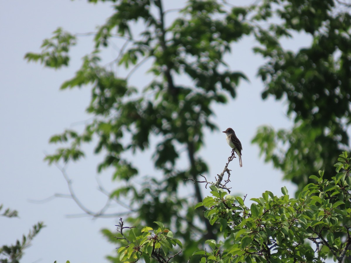 Willow Flycatcher - ML597023561