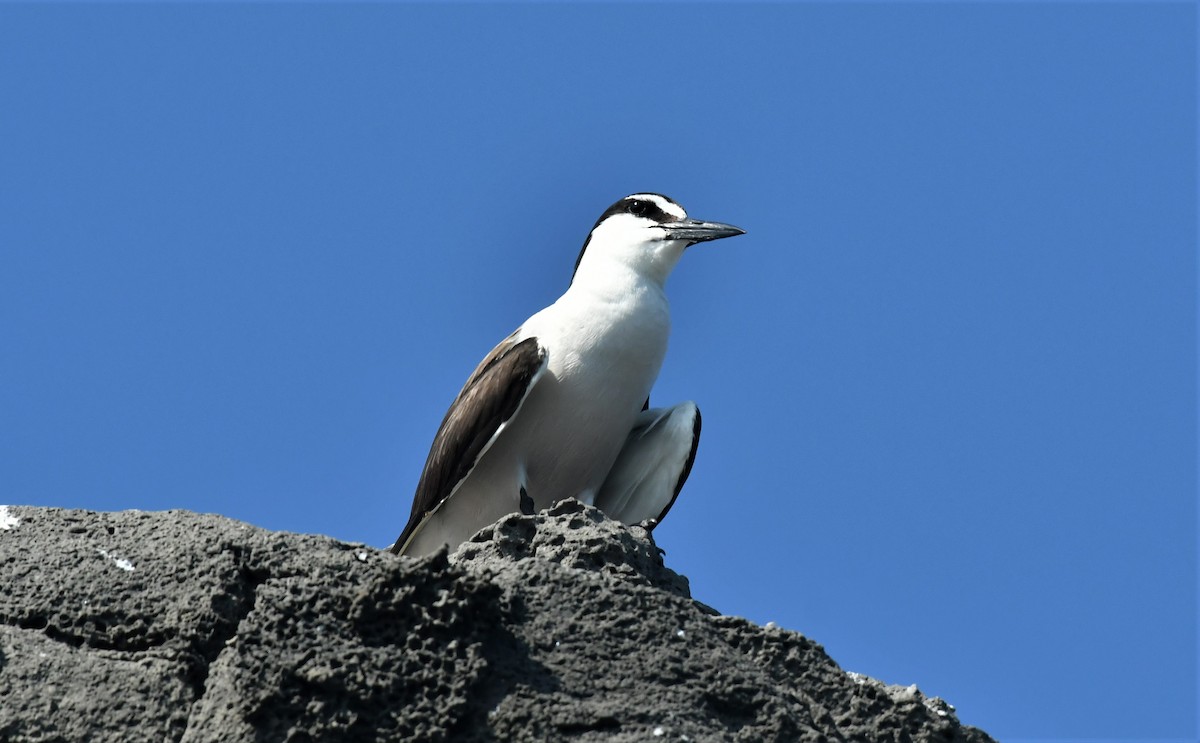 Bridled Tern - ML597023591