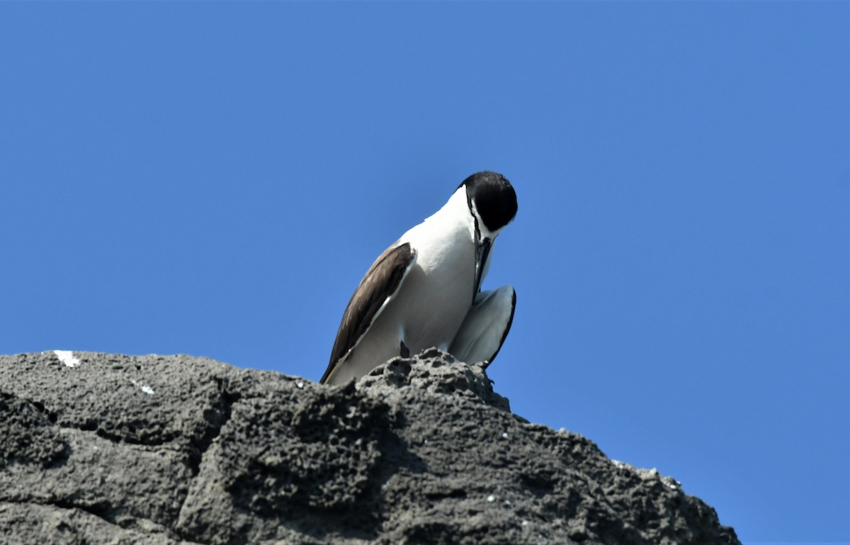 Bridled Tern - ML597023601