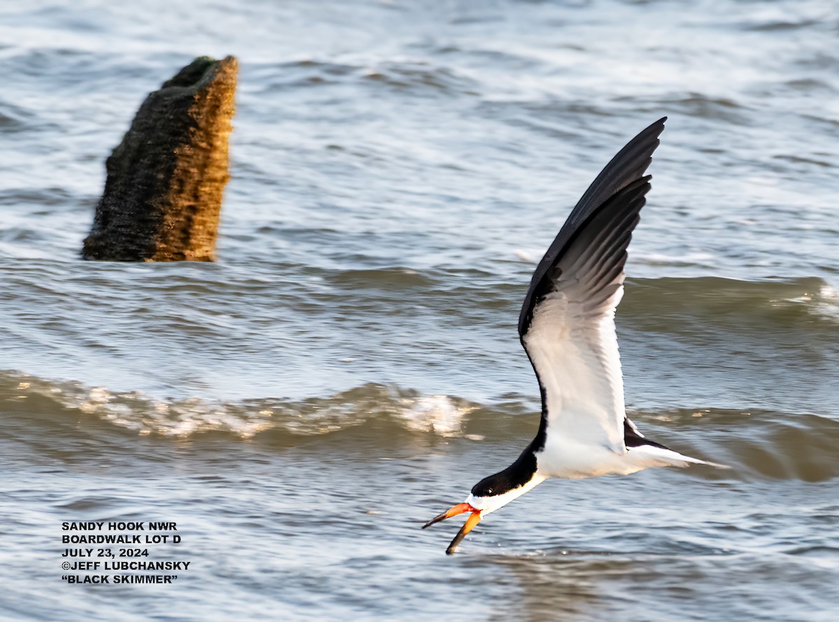 Black Skimmer - ML597024011