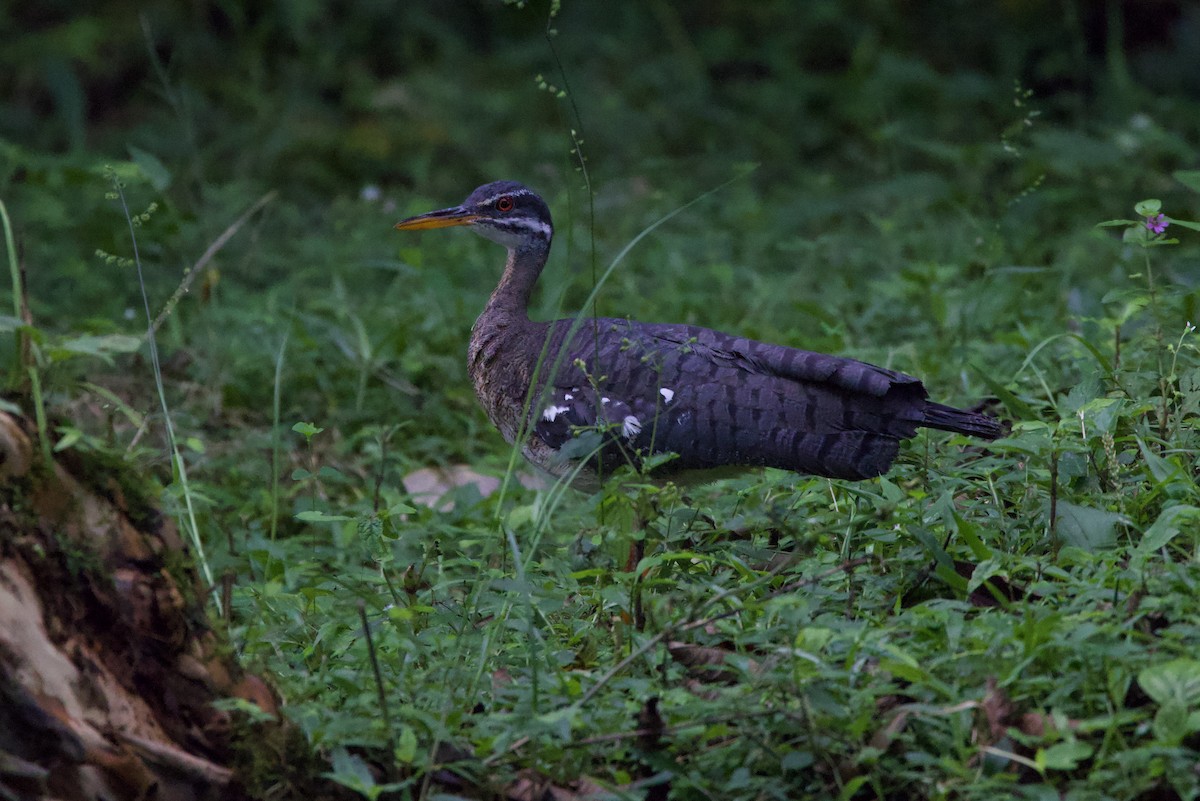 Sunbittern - ML597024061