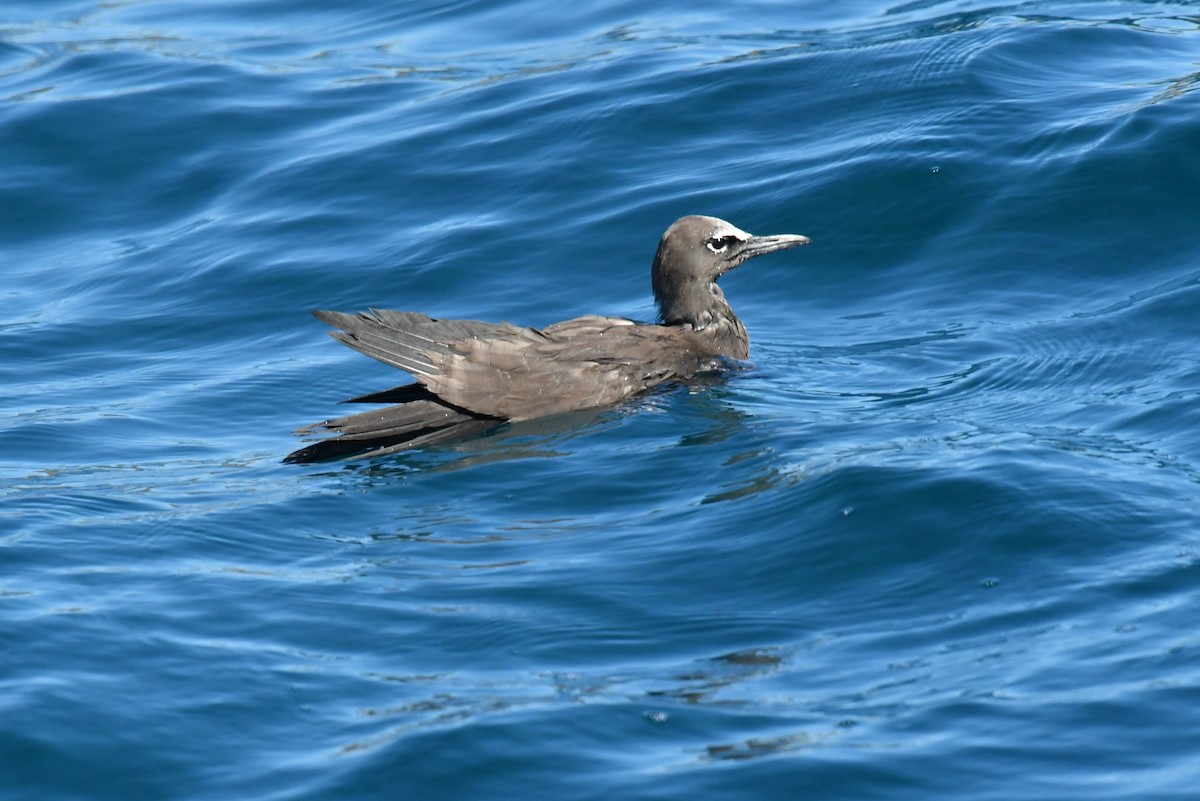 Brown Noddy - ML597024161