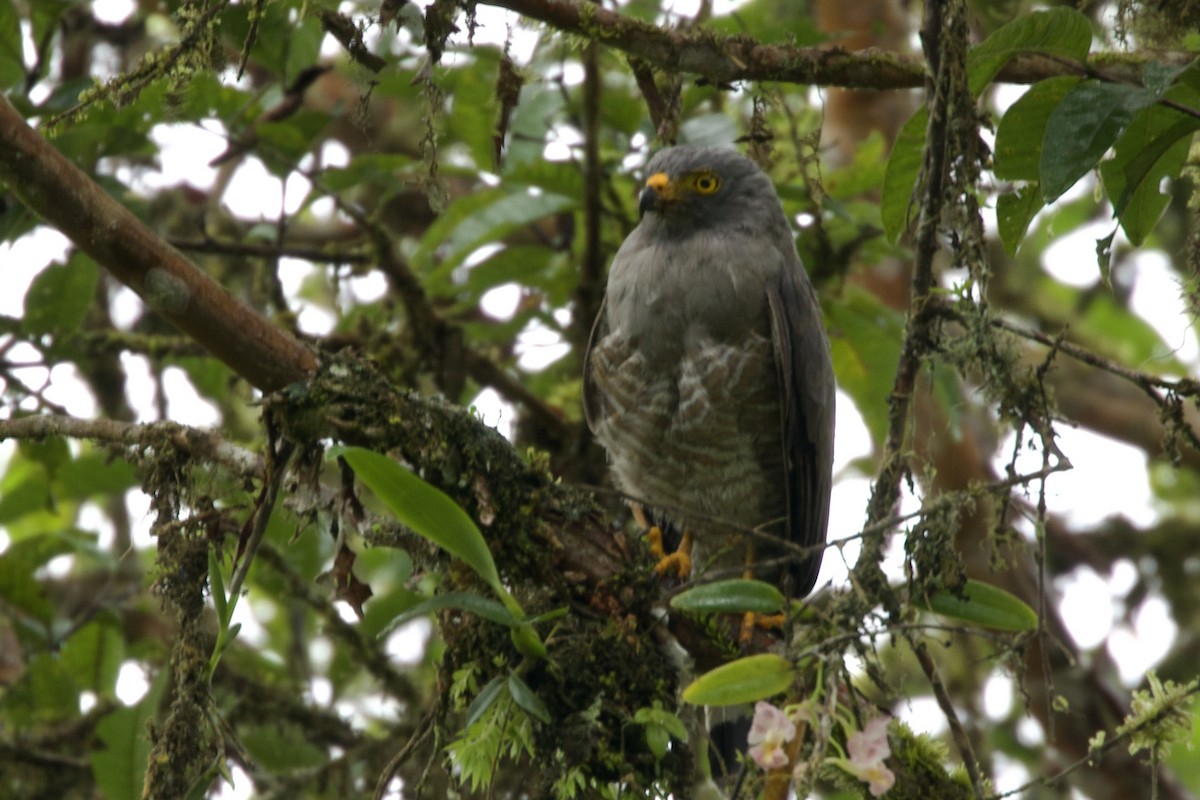 Roadside Hawk - ML597024201