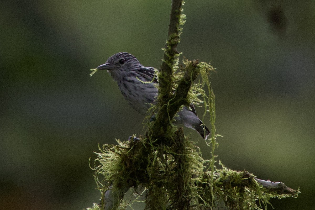 Pacific Antwren - ML597024531