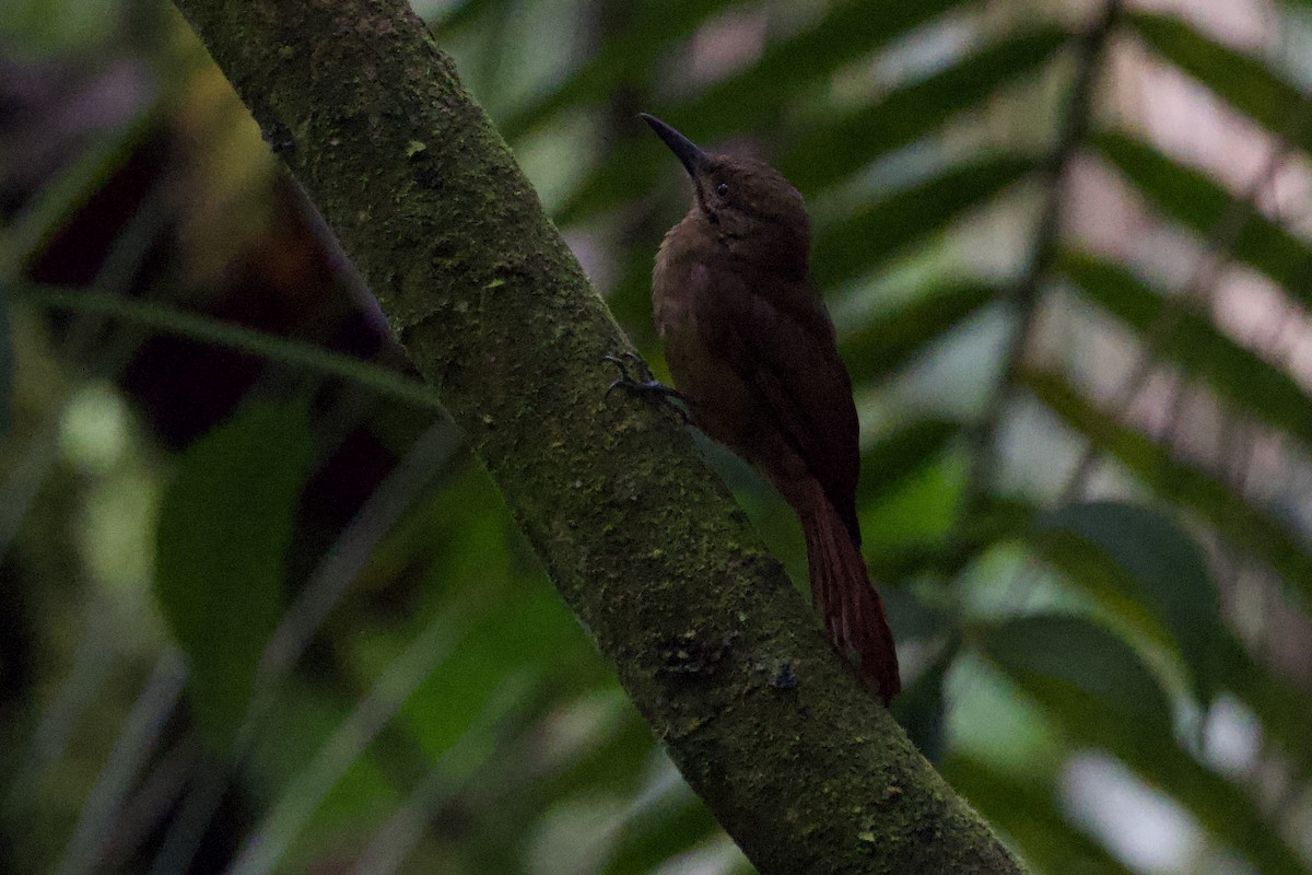 Plain-brown Woodcreeper - ML597024611