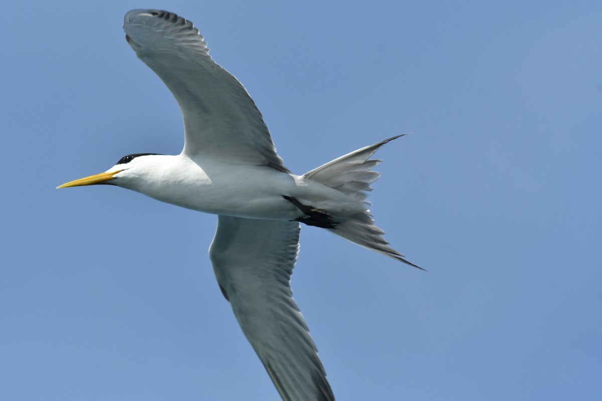 Great Crested Tern - ML597024801