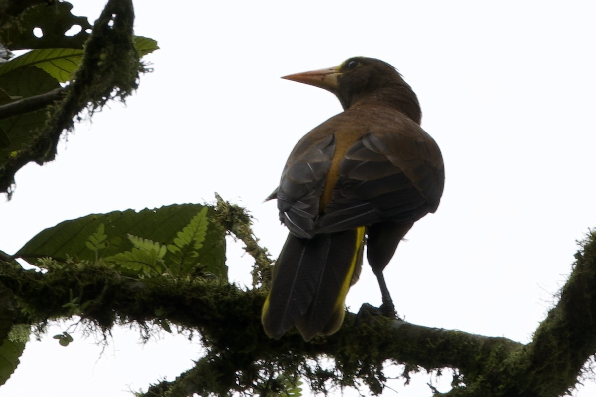 Russet-backed Oropendola - ML597025271