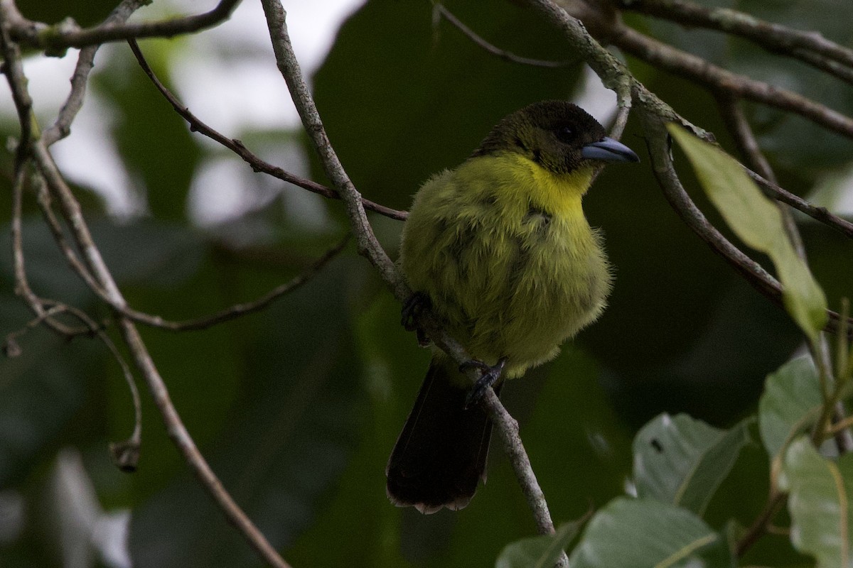 Flame-rumped Tanager - ML597025381