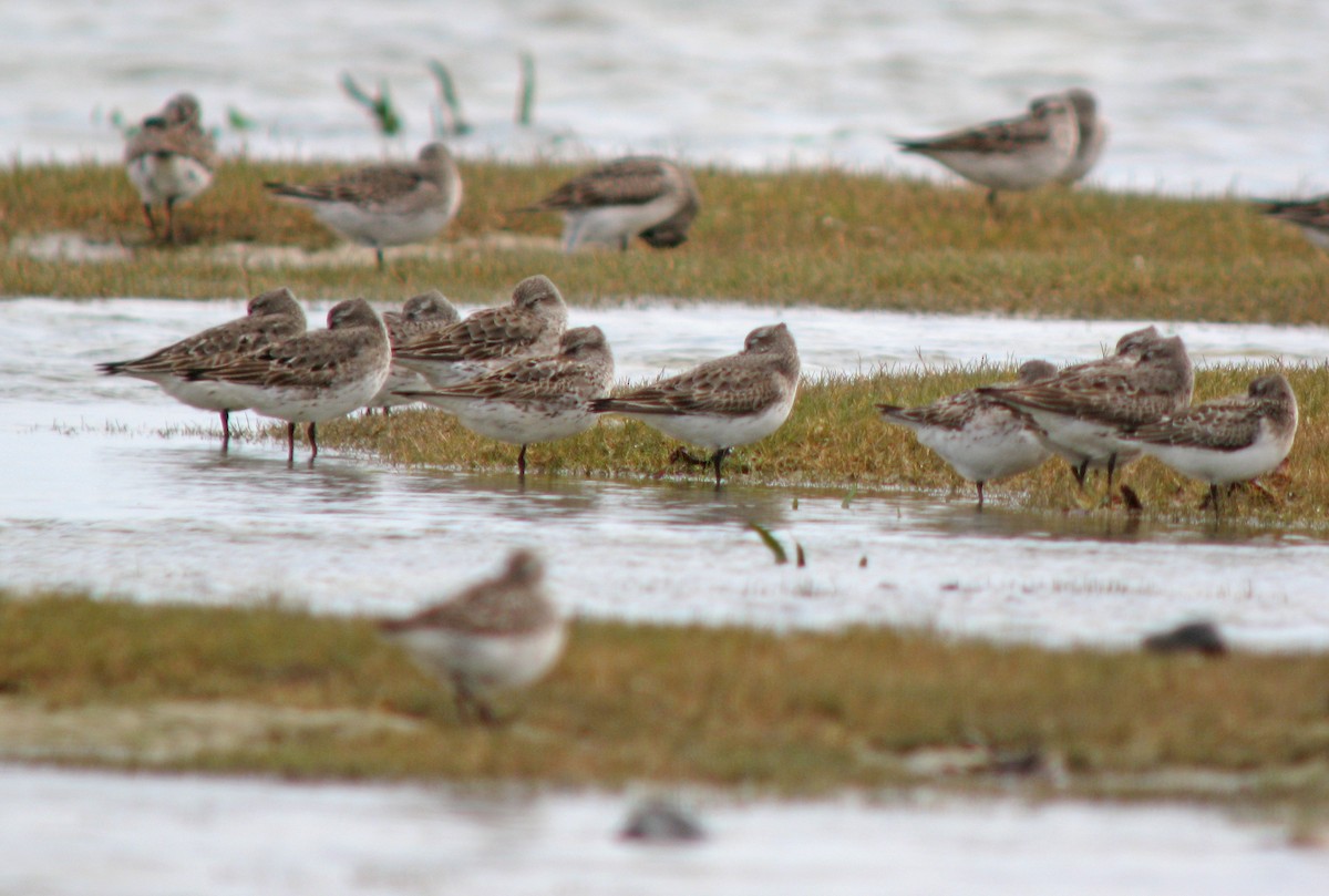 White-rumped Sandpiper - ML597026431