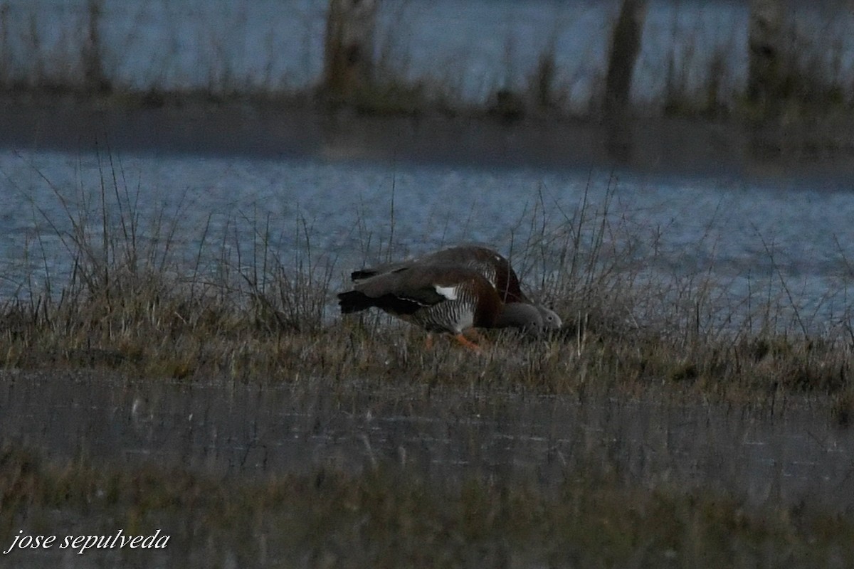 Ashy-headed Goose - ML597027101