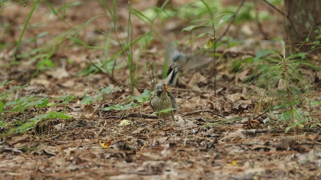 Brown-headed Cowbird - ML597027821