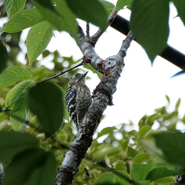 Japanese Pygmy Woodpecker - ML597027831