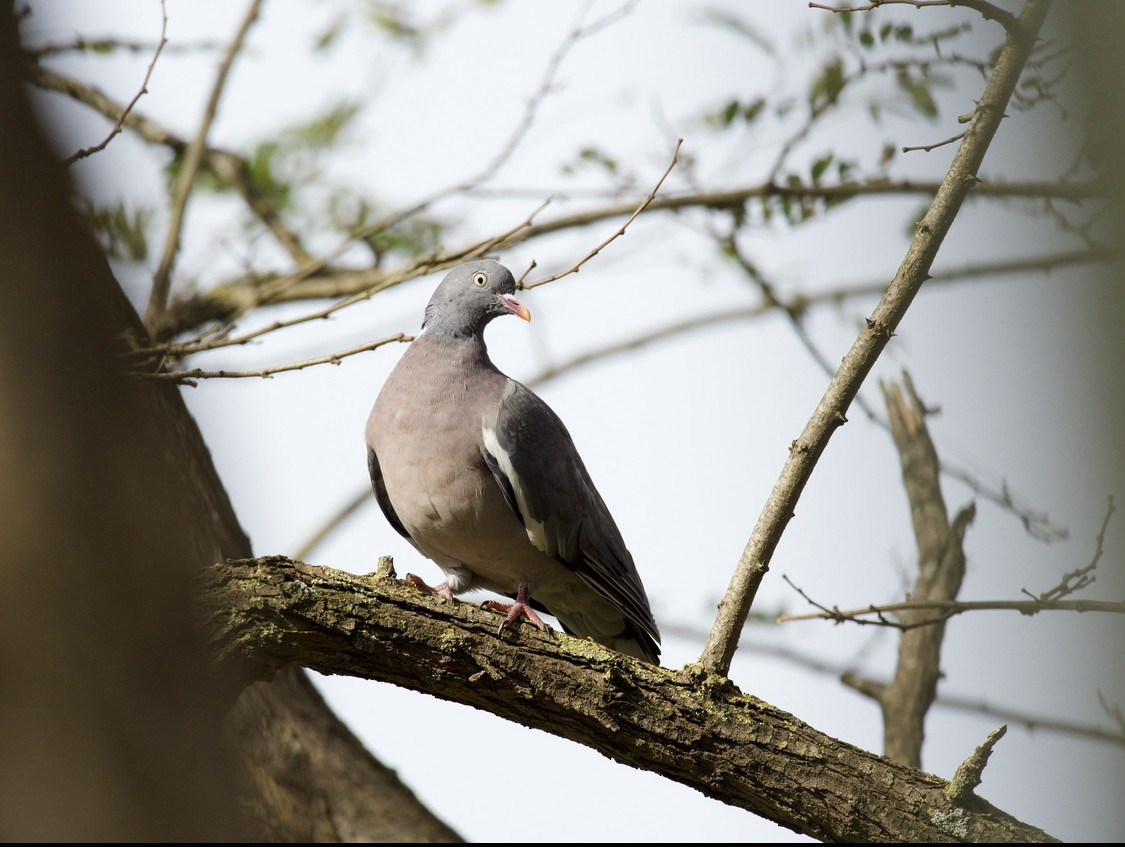 Common Wood-Pigeon - ML597028101