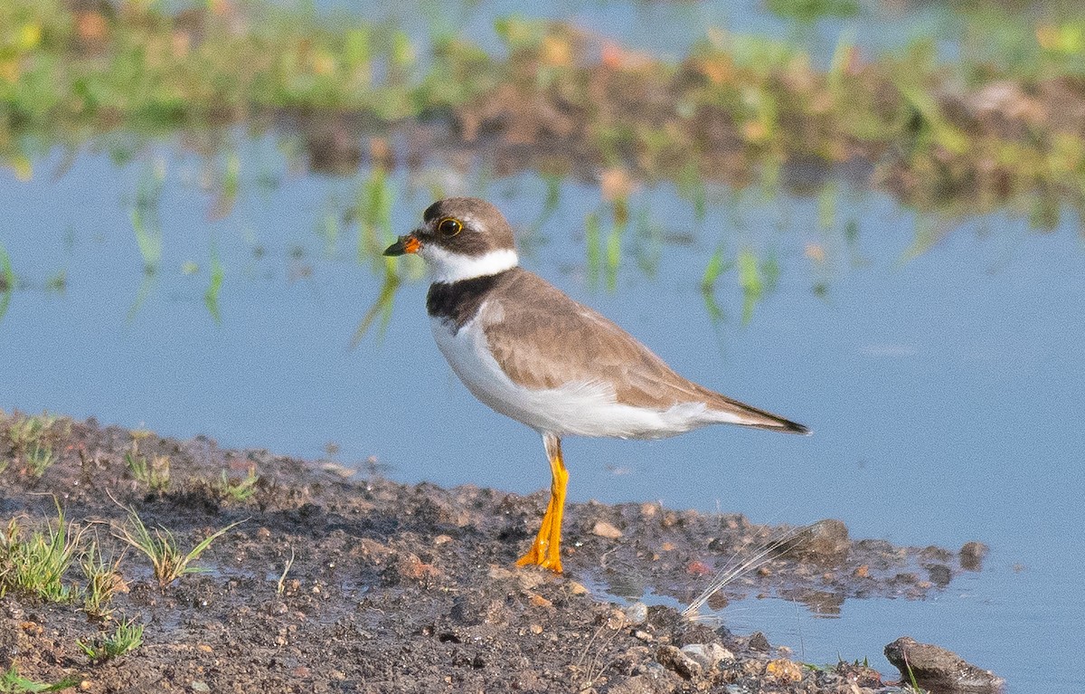 Semipalmated Plover - ML597028271