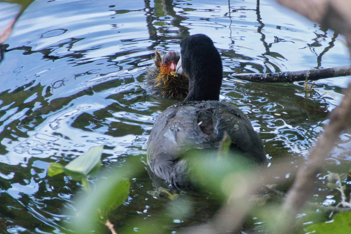 American Coot - ML597028781