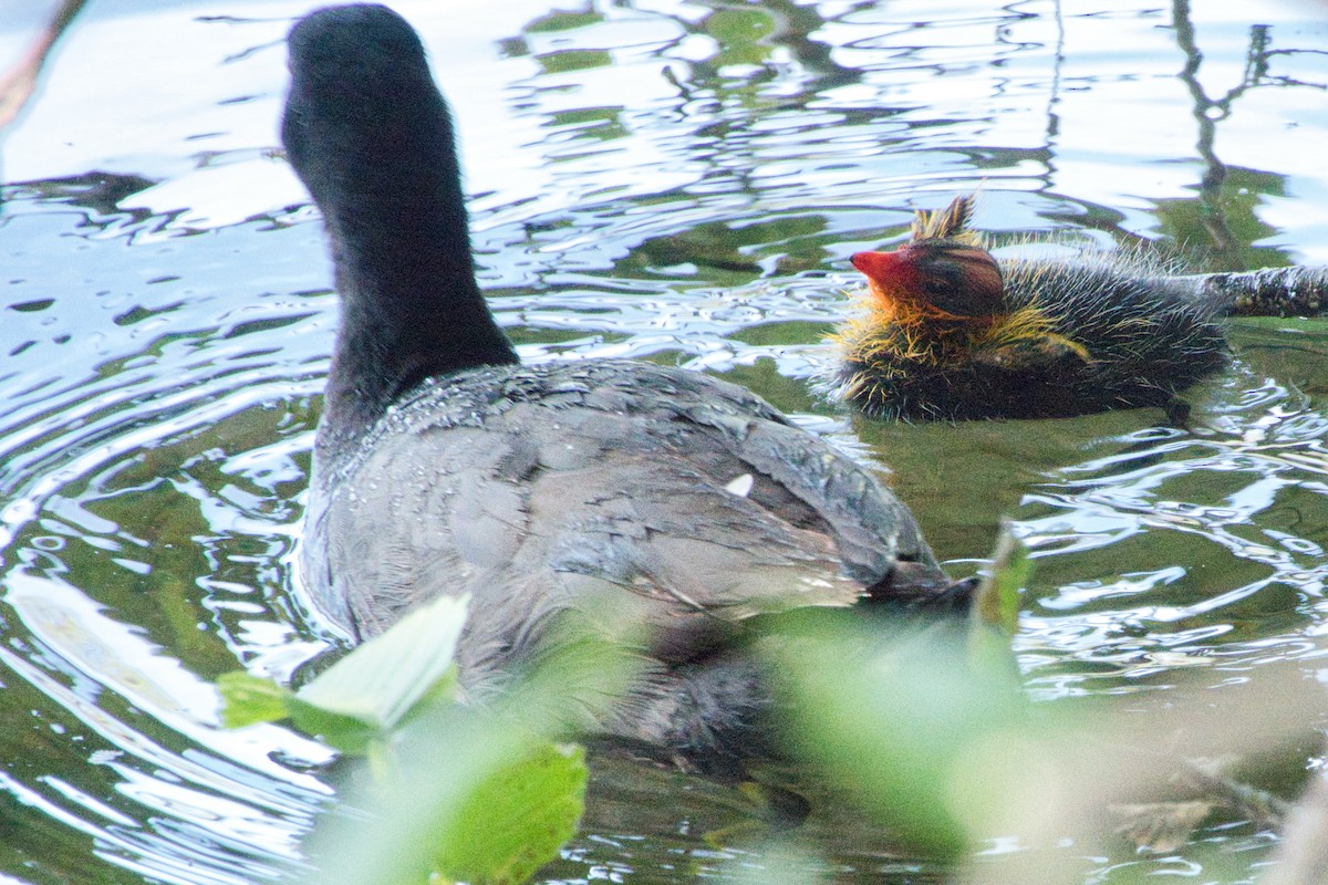 American Coot - ML597028901