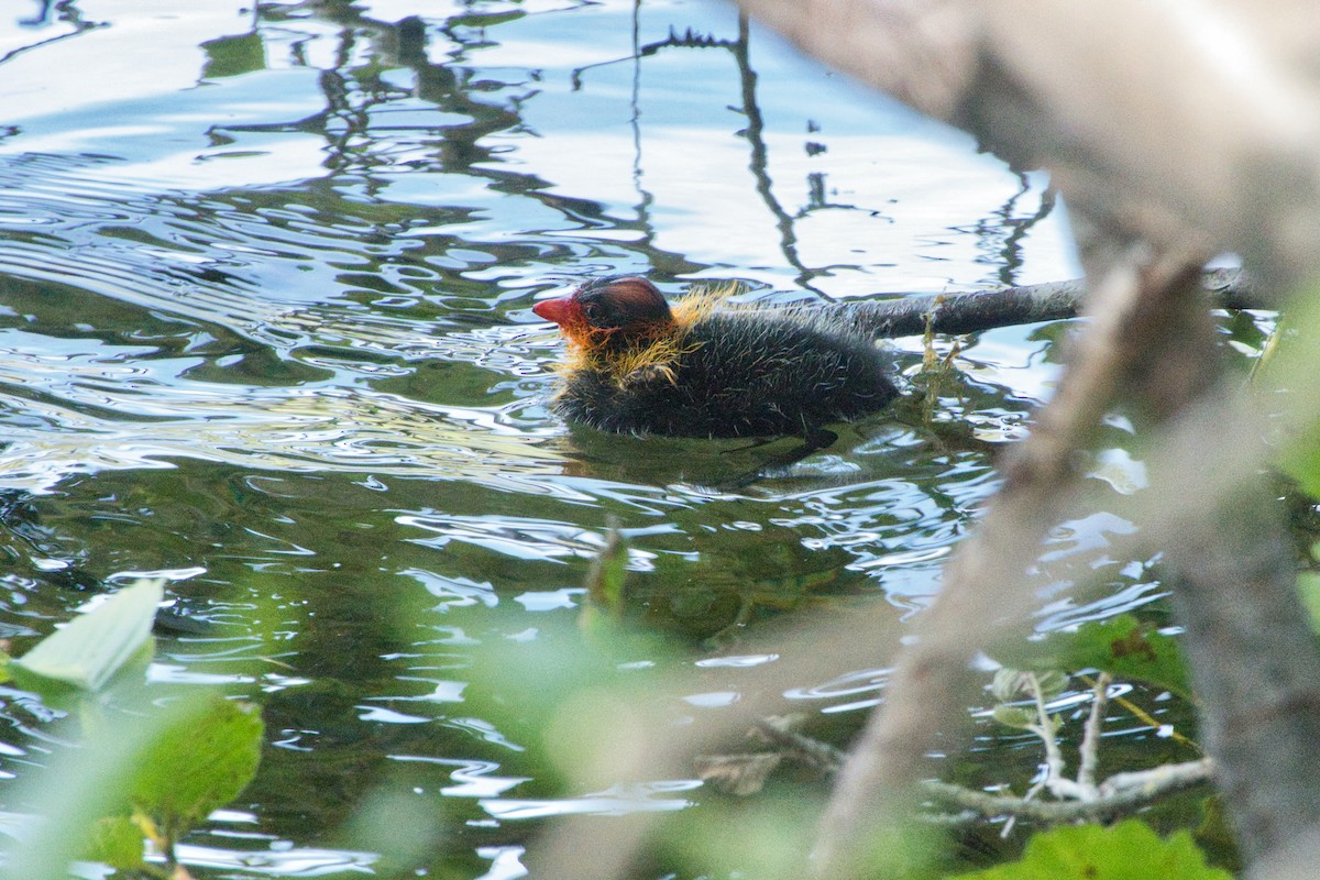 American Coot - ML597028911