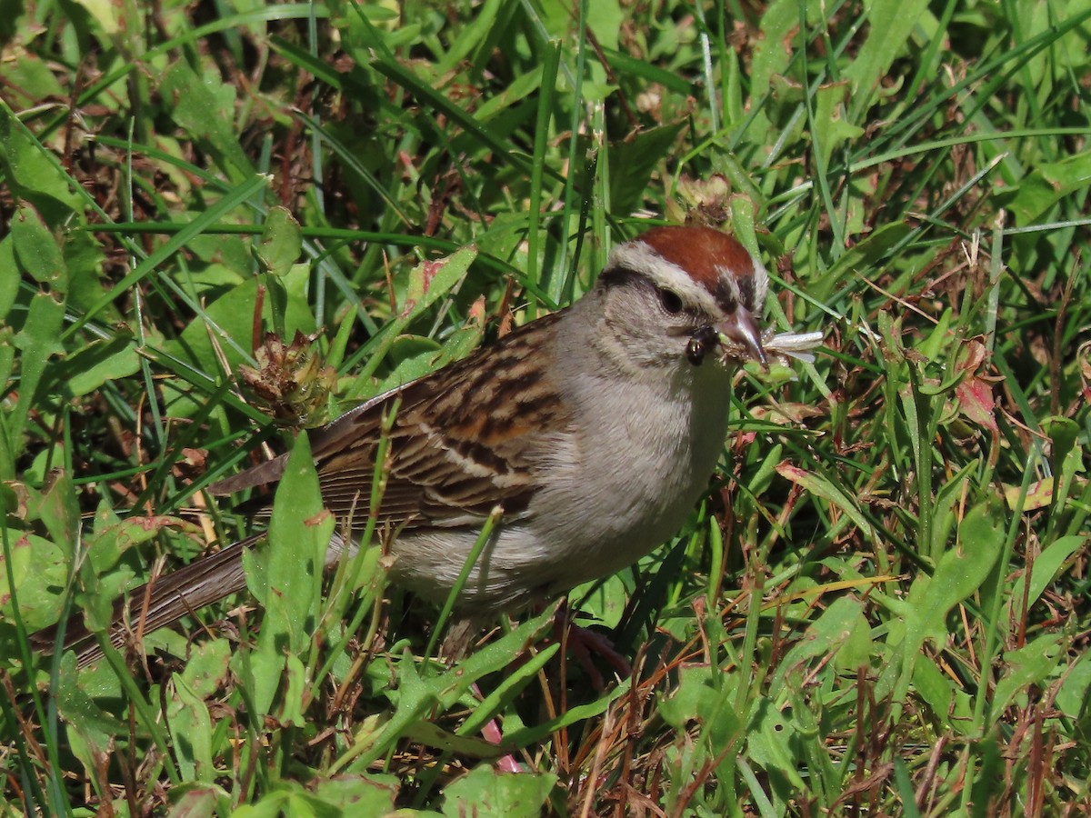 Chipping Sparrow - David and Regan Goodyear