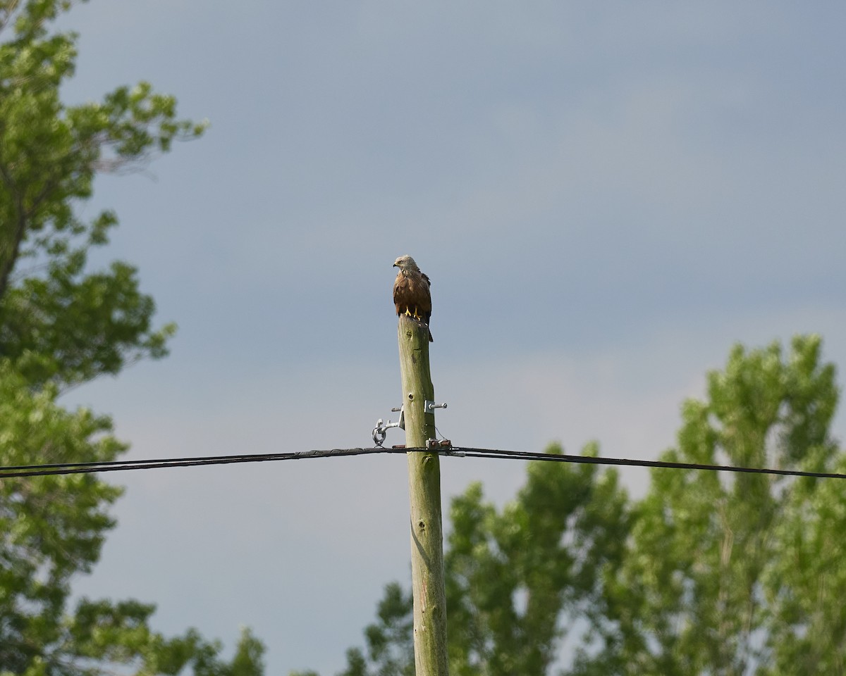 Black Kite - ML597029001