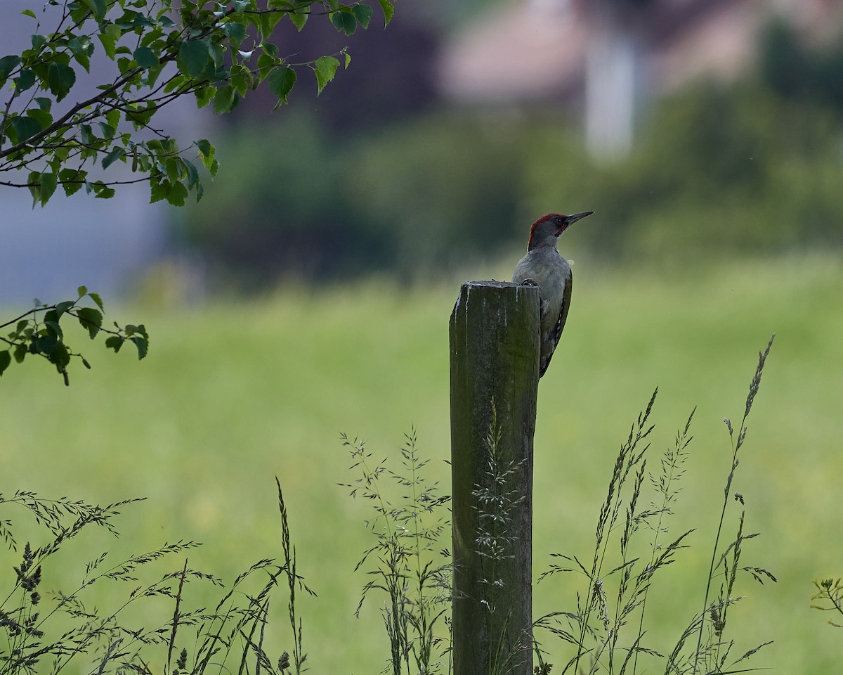 Iberian Green Woodpecker - ML597029091