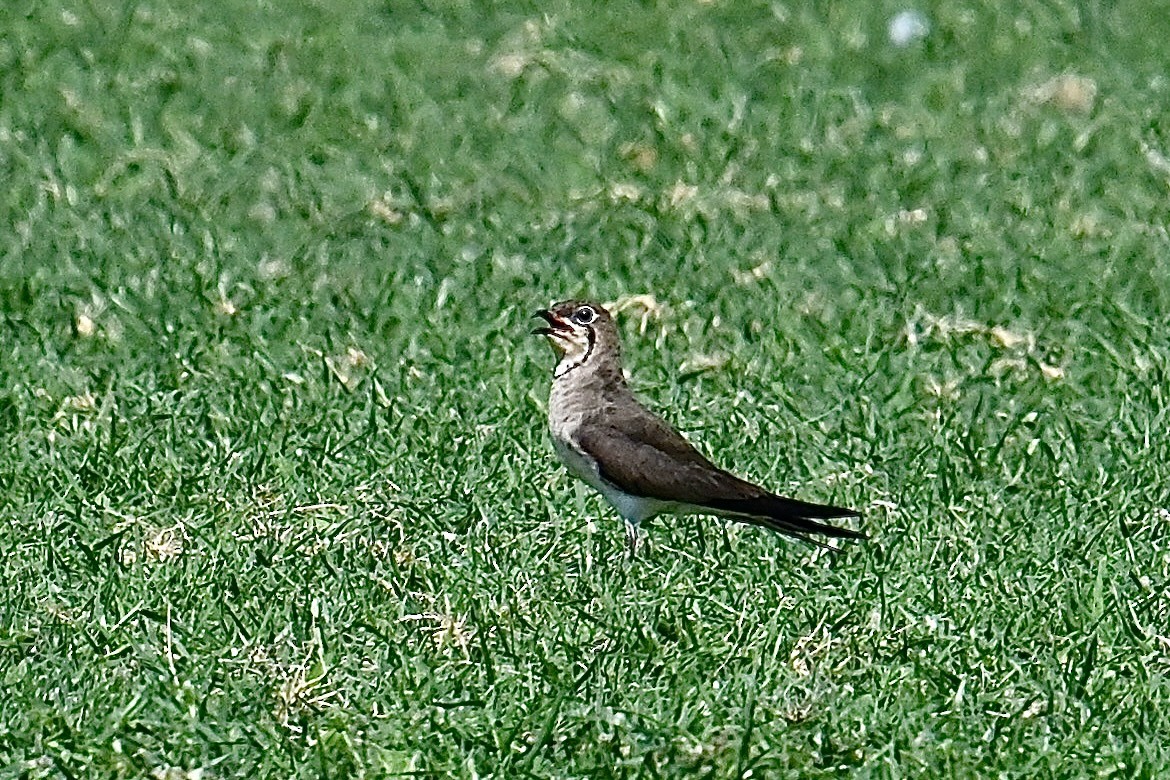 Collared Pratincole - Dong Qiu