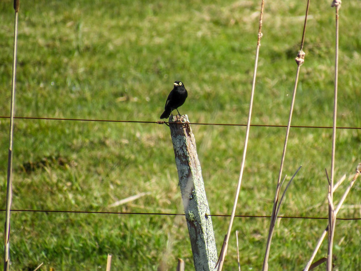 Spectacled Tyrant - ML597030741